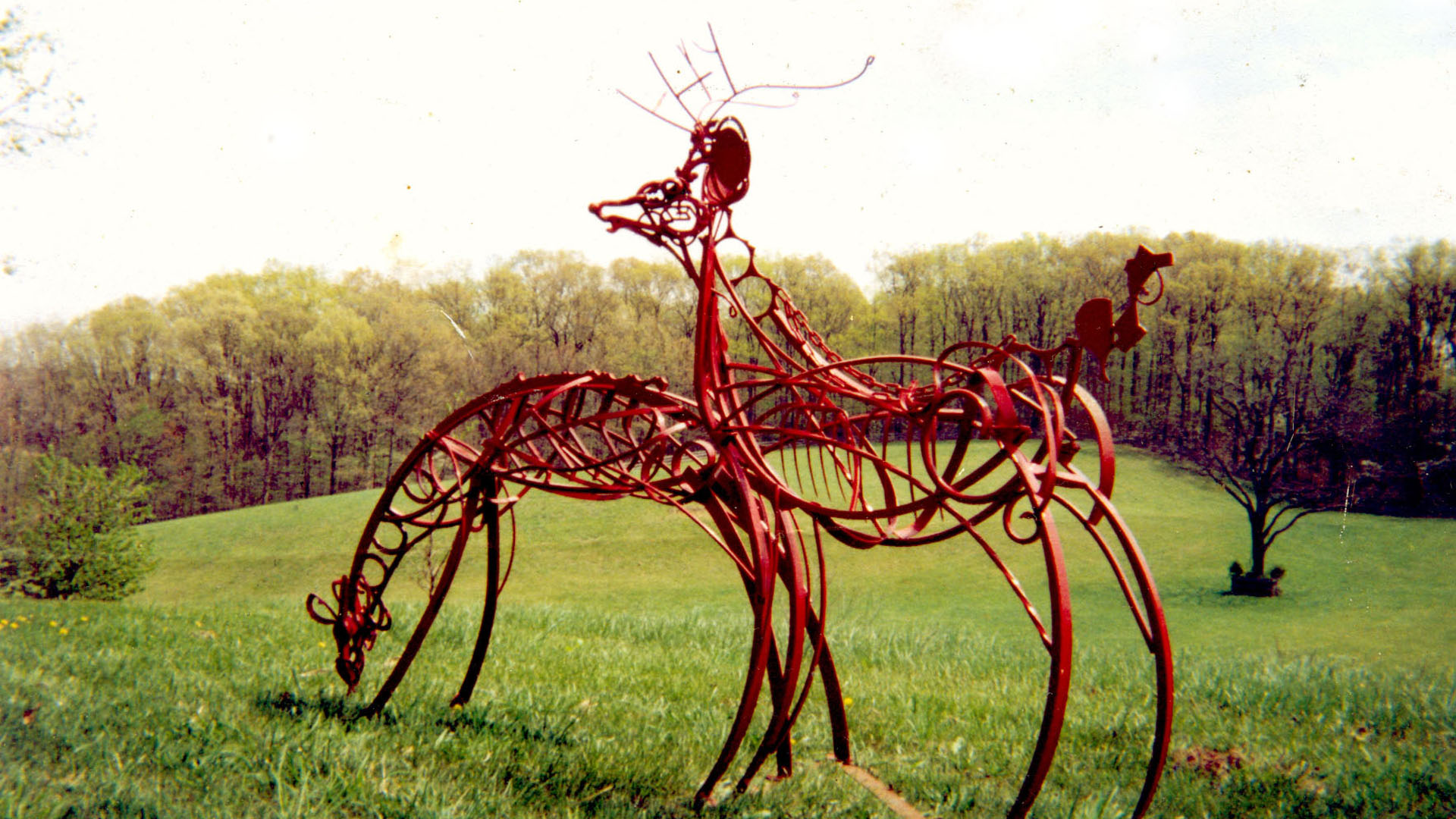 Deer